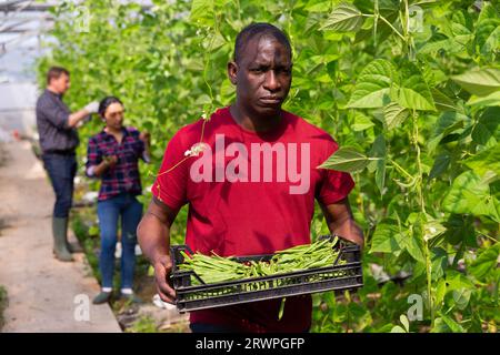 afroamerikanischer Gärtner, der Bohne in Kisten im Gewächshaus trägt Stockfoto