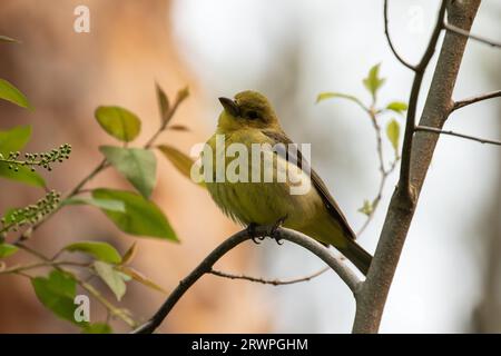 Nahaufnahme einer scharlachroten Tanager, die auf einem grünen Zweig in Ontario, Kanada, sitzt Stockfoto