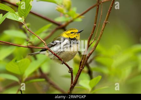 Nahaufnahme eines weiblichen Black-Throated Green Warbler, der während der Frühjahrswanderung auf einem grünen Zweig in Ontario, Kanada, sitzt Stockfoto