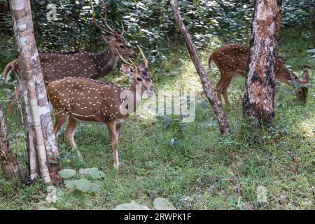 Sri Lanka. Eine endemische Unterart von Axis oder Spotted Deer (Axis Axis Ceylonensis) in den Wäldern des Wilpattu-Nationalparks bei Anuradhapura Stockfoto