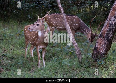 Sri Lanka. Eine endemische Unterart von Axis oder Spotted Deer (Axis Axis Ceylonensis) in den Wäldern des Wilpattu-Nationalparks bei Anuradhapura Stockfoto