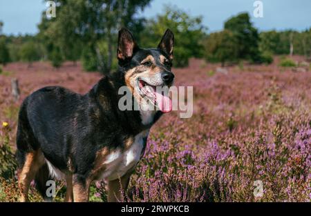 Familienhirtenhund in der blühenden Lüneburger Heide in Deutschland Stockfoto