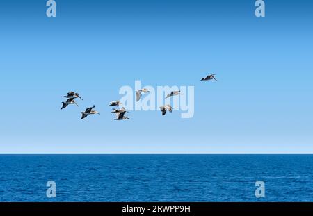 Eine Herde von Brown Pelicans, die vor der Küste Südkaliforniens abfliegen Stockfoto