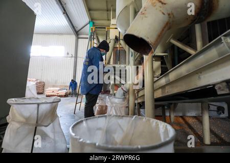 LUANNAN COUNTY, China - 18. Februar 2022: Workers are Check the Quality of Corn Seeds, North China Stockfoto