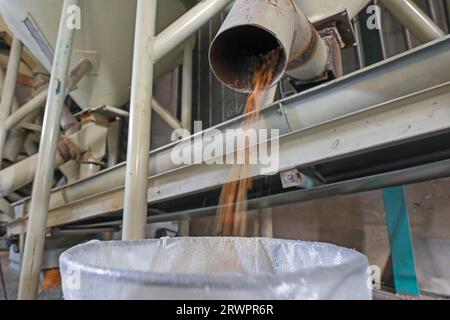 LUANNAN COUNTY, China - 18. Februar 2022: Workers are Check the Quality of Corn Seeds, North China Stockfoto