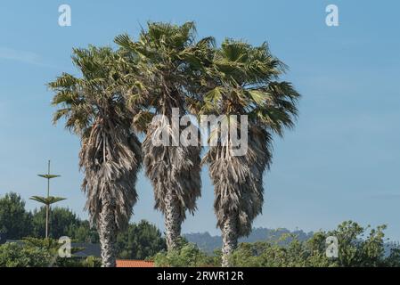 Drei Washingtonia filifera oder Fächerpalmen im Sommer mit Wind im Freien Stockfoto