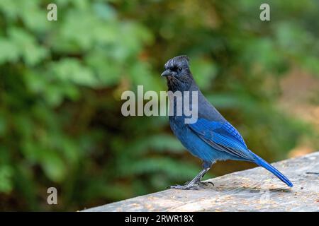 Steller's jay (Cyanocitta stelleri) entlang des wilden pacific Trail, Ucluelet, Vancouver Island, British Columbia, Kanada. Stockfoto