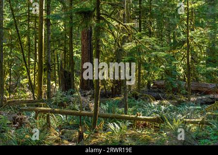 Antiker Wald von Cathedral Grove, Macmillan Provincial Park, Vancouver Island, BC, Kanada. Stockfoto