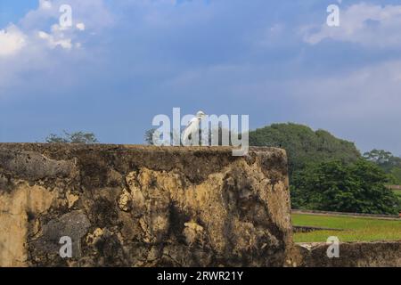 Egret-Vogel sitzt an der Wand der alten niederländischen Festung in Galle, Sri Lanka. Blauer Himmel vor Sonnenuntergang, Kopierraum für Text Stockfoto