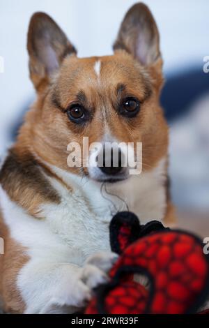 pembroke waliser Corgi posiert mit einem weichen Spielzeug Stockfoto