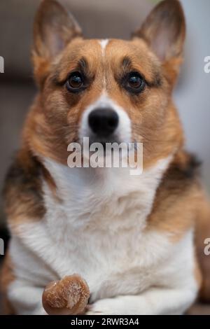 pembroke waliser Corgi sitzt mit einem Kauspielzeug Stockfoto