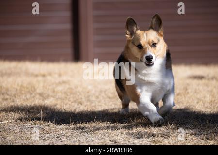pembroke walisischer Corgi läuft durch Wintergras Stockfoto