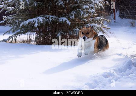 pembroke walisischer Corgi läuft durch den Schnee Stockfoto