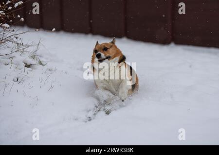 pembroke walisischer Corgi läuft wild durch Schnee Stockfoto