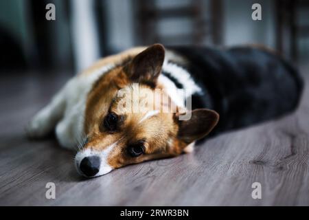 pembroke waliser Corgi entspannte sich auf dem Boden Stockfoto