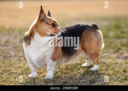 pembroke waliser Corgi steht im Gras Stockfoto