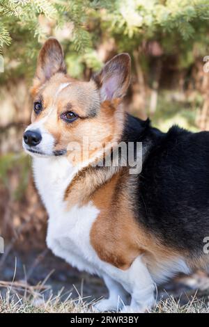 Porträt eines pembroke waliser Corgi, der vor einem Nadelholz steht Stockfoto
