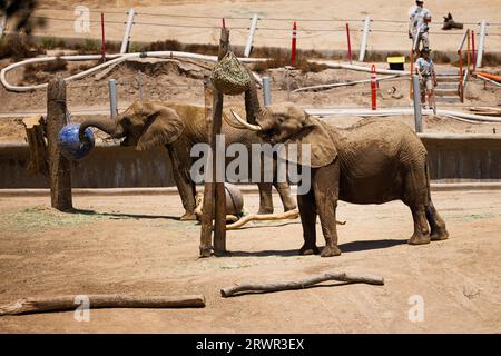 afrikanische Elefantenfütterung im Zoo Stockfoto