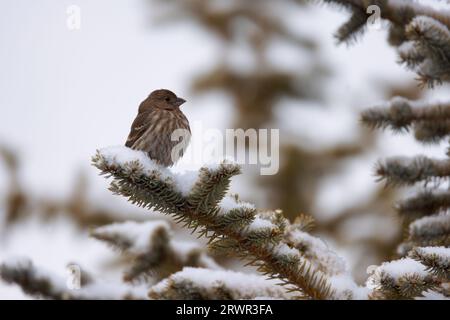 Vogel auf schneebedecktem immergrünen Zweig im Schnee Stockfoto