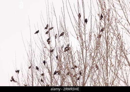 Vogelherde, die in Winteraspenbäumen thronen Stockfoto