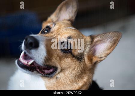 pembroke walisischer Corgi lächelte in die Sonne Stockfoto