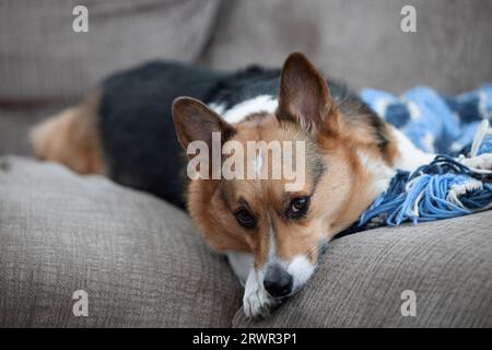 Lazy pembroke waliser Corgi auf brauner Couch mit blauer Decke Stockfoto