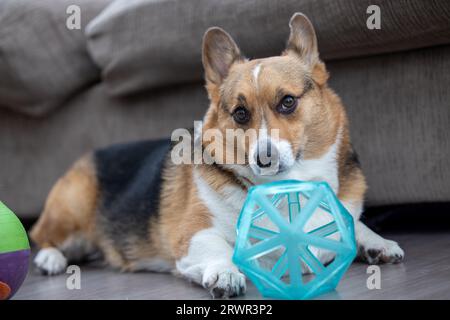 Trikolore pembroke waliser Corgi posiert mit Hundespielzeug Stockfoto