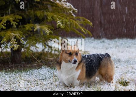 pembroke waliser Corgi steht im Schnee bei einem immergrünen Baum Stockfoto