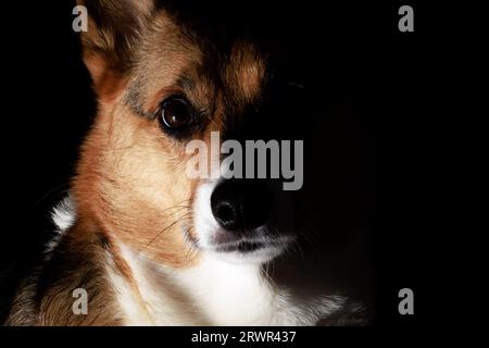 Dramatisches Porträt eines pembroke waliser Corgi mit schwarzem Hintergrund Stockfoto