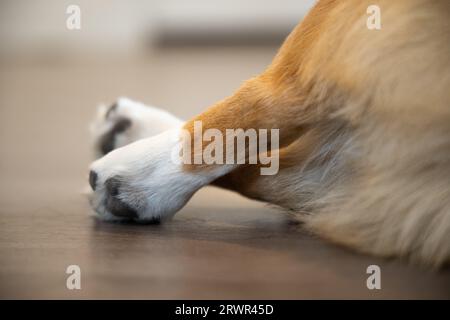 pembroke walisische Corgi Beine und hinten auf dem Boden liegend Stockfoto