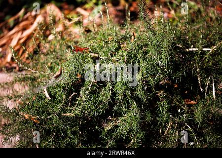 Rote Libelle auf grünen Pflanzen Stockfoto