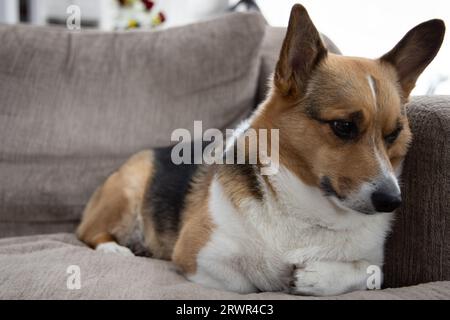 Porträt eines pembroke walisischen Corgi, der auf einer Couch sitzt, erholsam Stockfoto