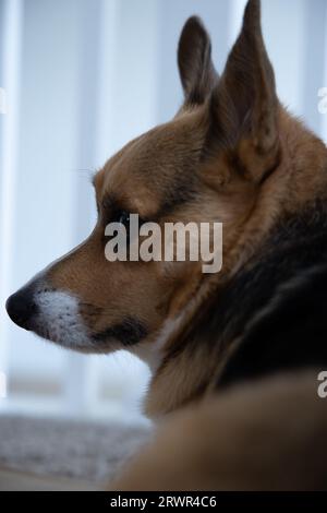 Porträt eines pembroke waliser Corgi im Rückblick Stockfoto