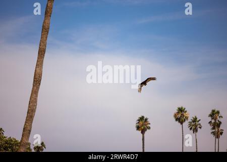 truthahngeier fliegen über Palmen Stockfoto