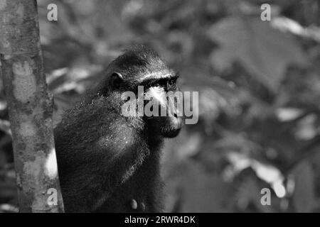 Porträt eines Makaken (Macaca nigra) im Tangkoko-Wald, Nord-Sulawesi, Indonesien. Ein kürzlich erschienener Bericht eines Wissenschaftlerteams unter der Leitung von Marine Joly ergab, dass die Temperatur im Tangkoko-Wald zunimmt und die Fruchtfülle insgesamt abnimmt. „Zwischen 2012 und 2020 stiegen die Temperaturen im Wald um bis zu 0,2 Grad pro Jahr, und der Fruchtbestand ging insgesamt um 1 Prozent pro Jahr zurück“, schrieb sie im International Journal of Primatology. „In einer wärmeren Zukunft müssten sie sich anpassen, sich ausruhen und in den heißesten Zeiten im Schatten bleiben. Stockfoto