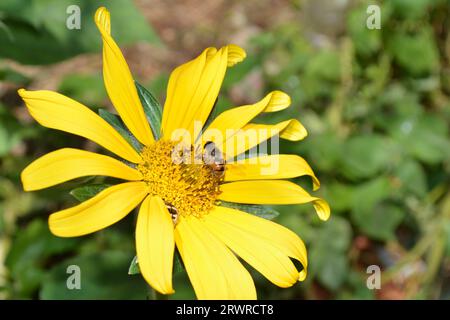 Eine fleißige APIs mellifera (Honeybee) sammelt an einem sonnigen Sommertag Nektar und Pollen aus den lebhaften Blütenblättern einer Helianthus annuus (Sonnenblume) Stockfoto