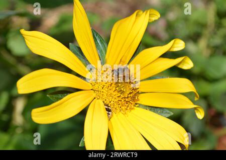 Eine fleißige APIs mellifera (Honeybee) sammelt an einem sonnigen Sommertag Nektar und Pollen aus den lebhaften Blütenblättern einer Helianthus annuus (Sonnenblume) Stockfoto