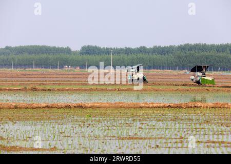 LUANNAN COUNTY, China - 18. Mai 2022: Farmers use Machine to transplant rice Setzlings, North China Stockfoto