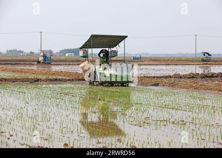 LUANNAN COUNTY, China - 18. Mai 2022: Farmers use Machine to transplant rice Setzlings, North China Stockfoto