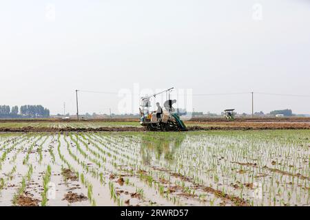 LUANNAN COUNTY, China - 18. Mai 2022: Farmers use Machine to transplant rice Setzlings, North China Stockfoto