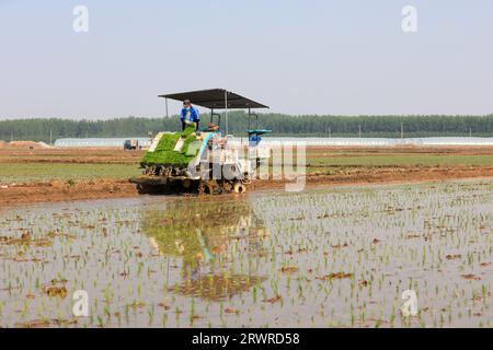 LUANNAN COUNTY, China - 18. Mai 2022: Farmers use Machine to transplant rice Setzlings, North China Stockfoto