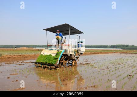 LUANNAN COUNTY, China - 18. Mai 2022: Farmers use Machine to transplant rice Setzlings, North China Stockfoto