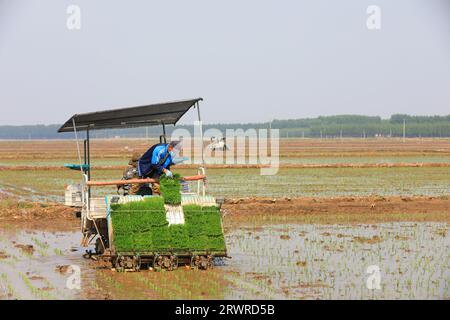 LUANNAN COUNTY, China - 18. Mai 2022: Farmers use Machine to transplant rice Setzlings, North China Stockfoto