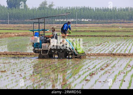 LUANNAN COUNTY, China - 18. Mai 2022: Farmers use Machine to transplant rice Setzlings, North China Stockfoto