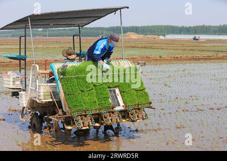 LUANNAN COUNTY, China - 18. Mai 2022: Farmers use Machine to transplant rice Setzlings, North China Stockfoto