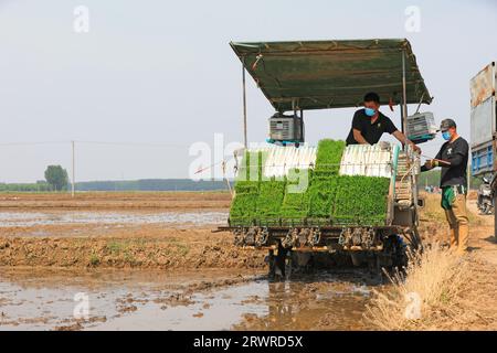 LUANNAN COUNTY, China - 18. Mai 2022: Farmers use Machine to transplant rice Setzlings, North China Stockfoto