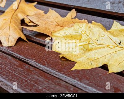 Gefallene gelbe Ahornblätter auf einer nassen Holzbank im Herbstpark. Nahaufnahme. Stockfoto