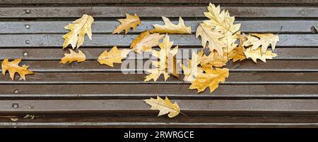 Nasse Parkbank, bedeckt mit abgefallenen bunten Ahornblättern. Panoramablick im Herbst. Stockfoto