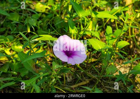 Chinesische Wasser-Spinat-Blume. Sie blüht im Sommer mit auffälligen, weißen oder blassrosa bis flieder Farbe, die sich in weiten Trichtern in Glockenform präsentiert Stockfoto