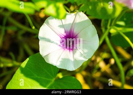 Morning Glory, Sommerweiß oder blassrosa in Blume. Der chinesische Wasserspinat oder Ipomoea aquatica ist Teil der morgendlichen Gattung Trompete Stockfoto